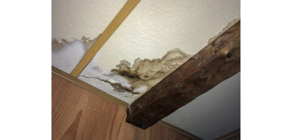 Seasonal tips for Mold in ceiling in Orange County