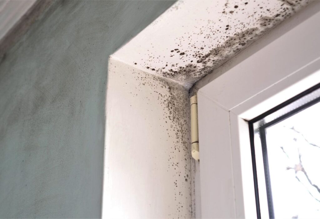 The Science of Mold: Understanding Mold & How It Grows and Thrives 1