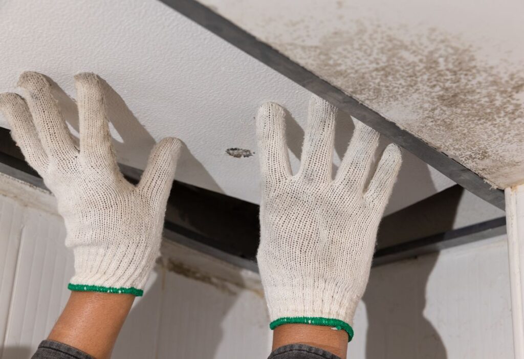 mold in attic in orange county ca