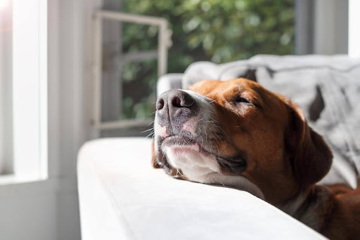 Dog resting in a mold-free environment.