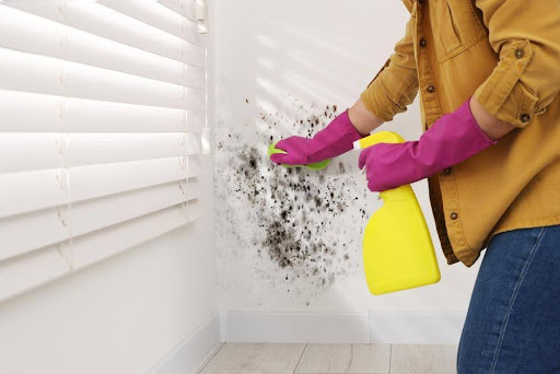 Black mildew vs black mold.