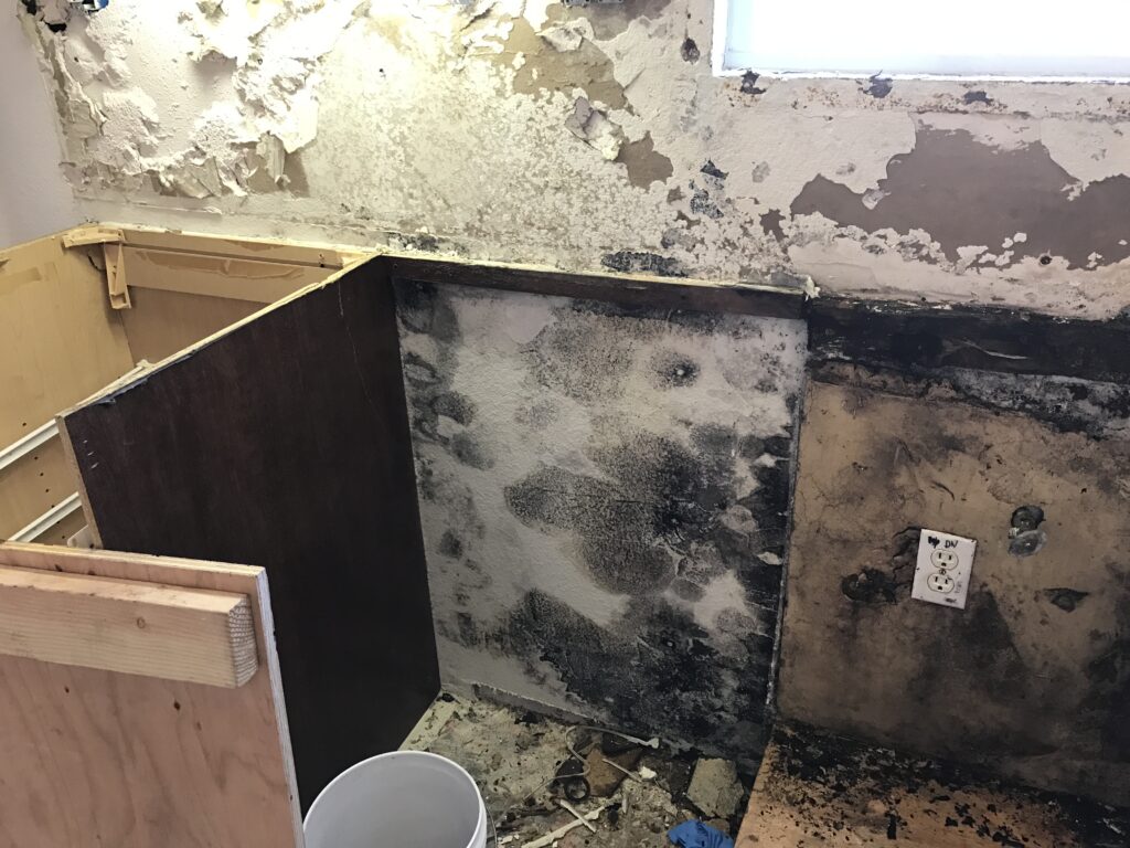 cost of mold remediation in kitchen