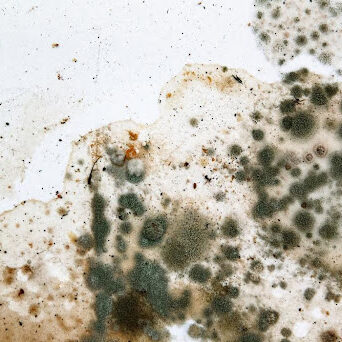 What does black mold look like?